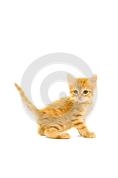 Tabby turkish angora kitten  standing isolated on a white background