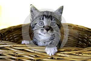Tabby 6 week old Kitten in a Basket