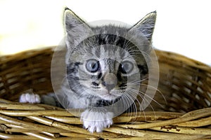 Tabby 6 week old Kitten in a Basket
