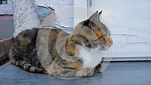 Tabby and white beautiful kitten sitting on still surface near the old wall