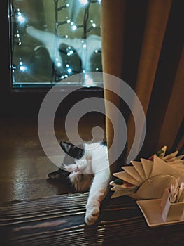 Tabby white and black Cat Sleeping on Window Ledge