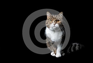 Tabby white british shorthair cat on black background