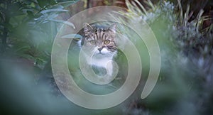 Cat amid cold bushes in wintertime