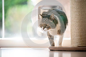 cat entering room by passing through cat flap in window photo
