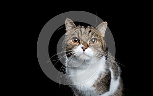 Tabby white british shorthair cat portrait on black background
