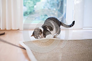 Cat playing with carpet photo