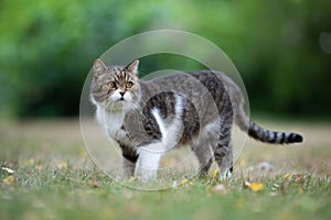 Tabby white british shorthair cat standing on lawn