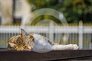 Tabby and white cat in front of Sultan Ahmed or Blue Mosque in Istanbul, Turkey