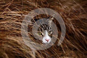 Tabby and White Cat Hiding in Long Grass
