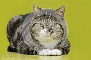 Tabby and white cat lying down looking at the camera on a green background