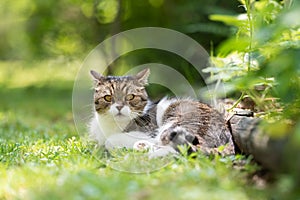 tabby white cat resting on green grass in garden