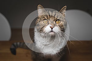 Tabby white cat sitting on dining table