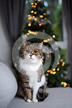 Tabby white cat sitting in front of christmas tree