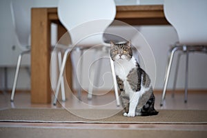 Tabby white cat sitting in front of dining table