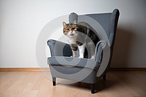 Tabby white cat standing on armchair