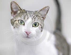 A tabby and white domestic shorthair cat with green eyes