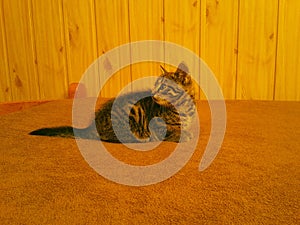 Tabby, young cat, kitten, lying on bed and looking behind