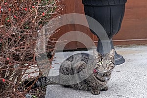Tabby young cat looking healthy.