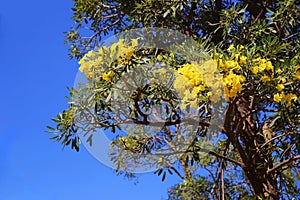 Tabebuia argentea Britt Tree of gold, Paraguayan silver trumpet photo