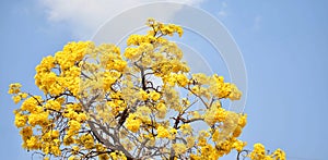 Tabebuia argentea Britton or Paraguayan Silver Trumpet Tree. Is a perennial plant with bright yellow flowers