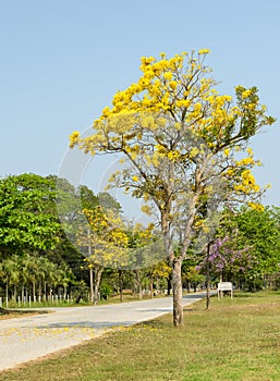 Tabebuia Argentea tree