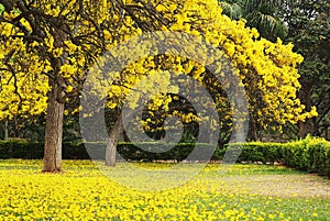 Tabebuia Argentea Trees in Full Bloom