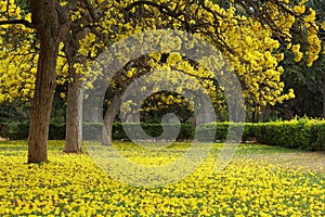 Tabebuia Argentea Trees in Full Bloom