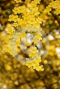 Tabebuia aurea branch and flowers on nature background