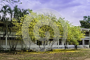 Tabebuia aurea flower