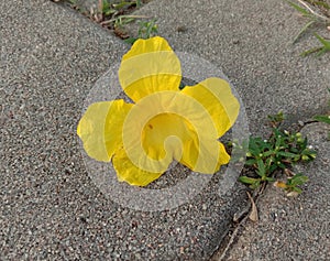 Tabebuia aurea flower blooming on brick flooring background closeup.