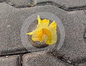 Tabebuia aurea flower blooming on brick flooring background closeup.