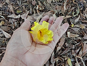 Tabebuia aurea flower blooming on hand and dried leaves background closeup.