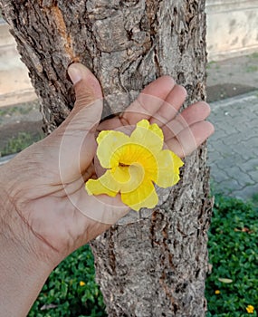 Tabebuia aurea flower blooming on hand and tree background closeup.