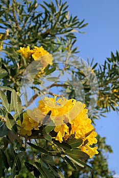 Tabebuia aurea flowers photo