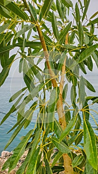 Tabebuia Aurea plants are planted on the beach