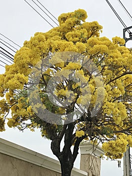 Tabebuia aurea or Silver trumpet tree or Tree of gold.