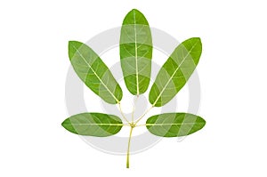 Tabebuia aurea, Silver trunpet tree leaves