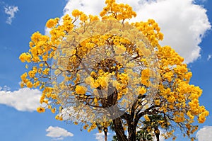 Tabebuia aurea tree in full bloom, Florida