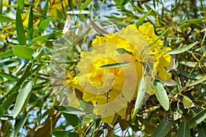 Tabebuia aurea tree in full bloom, Indonesia.