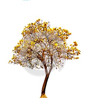 Tabebuia aurea or Tree of Gold or Silver Trumpet Tree , tropical flowers growing on the roadside isolated on white background.