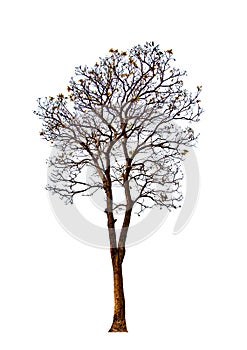 Tabebuia aurea or Tree of Gold or Silver trumpet , tropical flower isolated on white background.