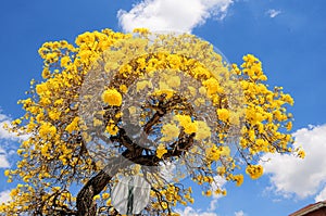 Tabebuia aurea tree in South Florida photo