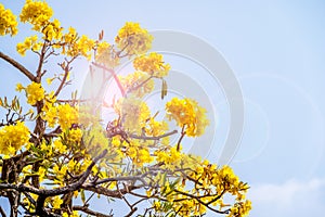 Tabebuia aurea tree or trumpet tree with len flare effect