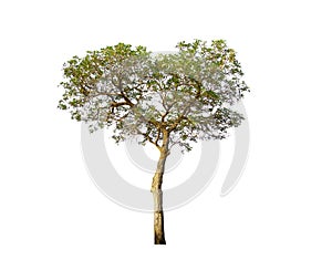 Tabebuia aurea,tropical tree in heart shape,look beautiful and sweet.Single trees isolated on white with clipping path