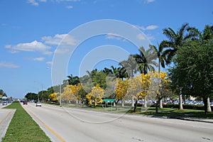 Tabebuia Blossom Trees Along Sidewalk