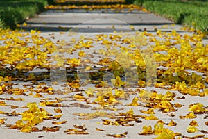 Tabebuia Blossoms on Sidewalk