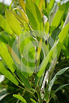 Tabebuia caraiba (Tabebuia aurea, Caribbean trumpet, tree of gold) with a natural background