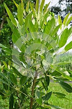 Tabebuia caraiba (Tabebuia aurea, Caribbean trumpet, tree of gold) with a natural background