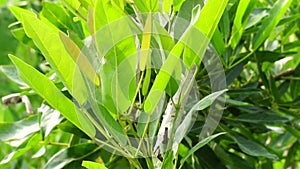 Tabebuia caraiba (Tabebuia aurea, Caribbean trumpet, tree of gold) with a natural background