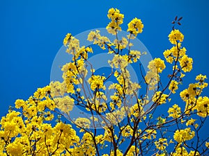 Tabebuia Chrysanth or yellow flower tree